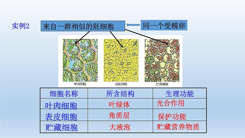 高中生物人教版必修1精品课件6-2细胞的分化06