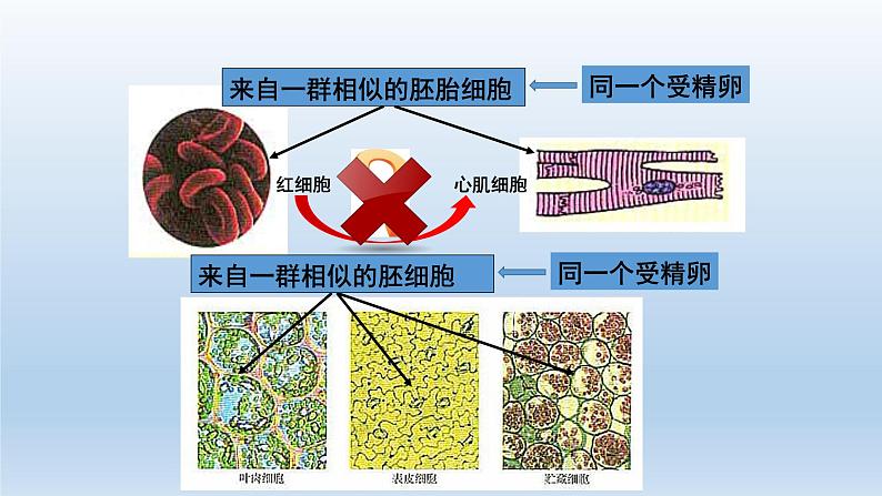 高中生物人教版必修1精品课件6-2细胞的分化07