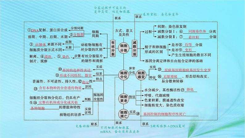 新高考新教材2024届高考生物二轮总复习专题三细胞的生命历程课件04