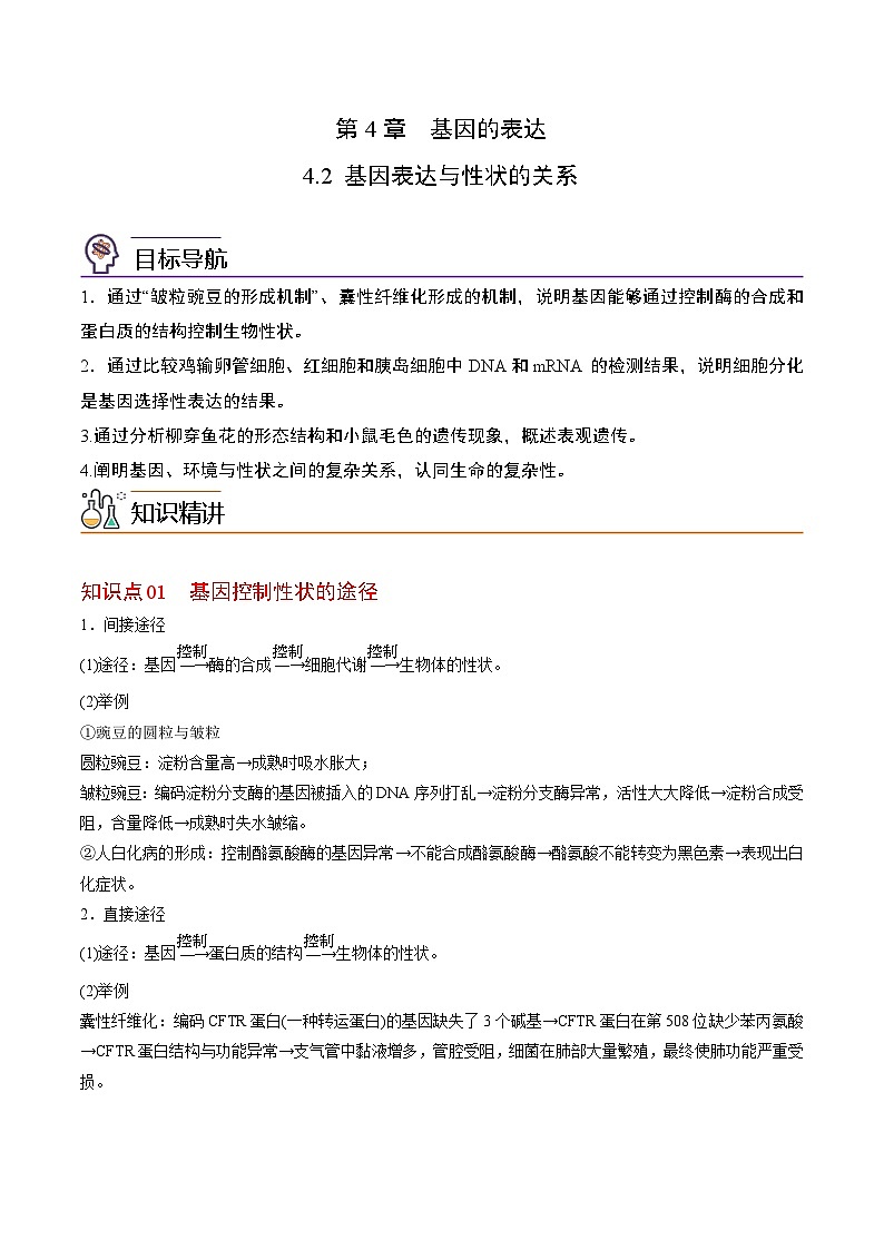 4.2 基因表达与性状的关系（教师版）-高一生物同步精品讲义（人教必修2）第1页