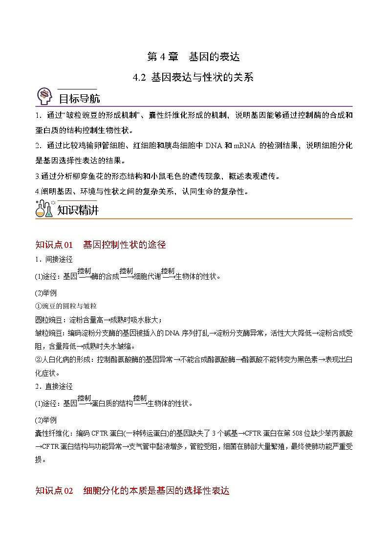 4.2 基因表达与性状的关系（学生版）-高一生物同步精品讲义（人教必修2）第1页