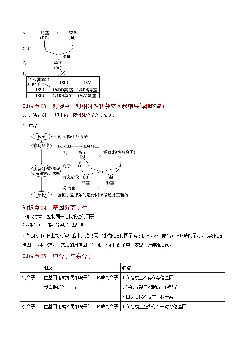 1.1 孟德尔豌豆的杂交实验（一）（第2课时）（教师版）-高一生物同步精品讲义（人教必修2）第2页