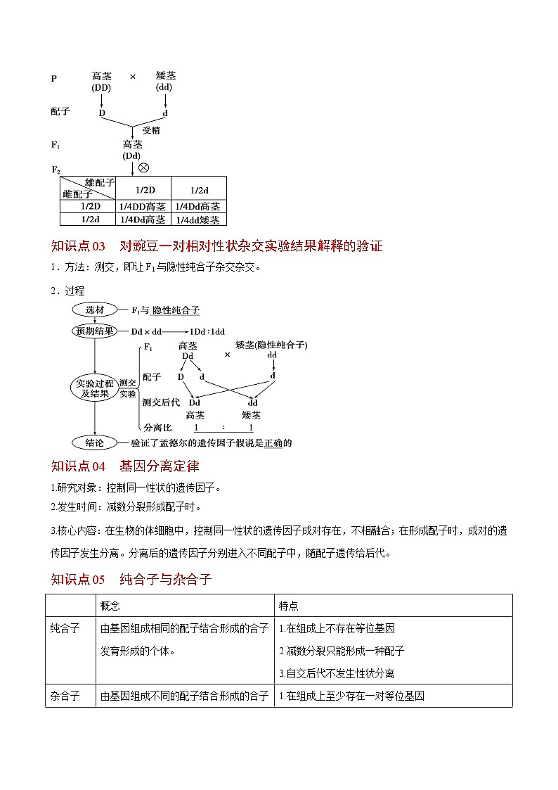 1.1 孟德尔豌豆的杂交实验（一）（第2课时）（学生版）-高一生物同步精品讲义（人教必修2）第2页