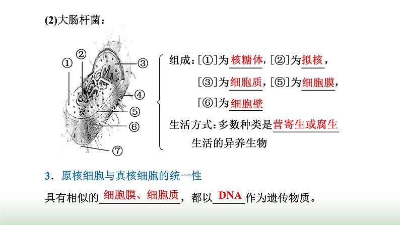 人教版高中生物必修1第1章走近细胞第2节细胞的多样性和统一性课件06