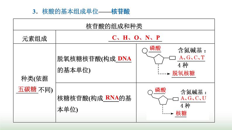 人教版高中生物必修1第2章组成细胞的分子第5节核酸是遗传信息的携带者课件第3页