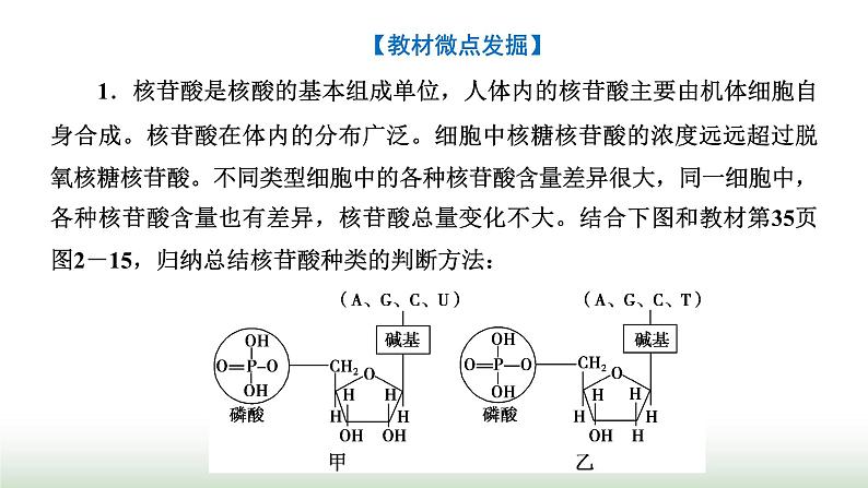 人教版高中生物必修1第2章组成细胞的分子第5节核酸是遗传信息的携带者课件第7页