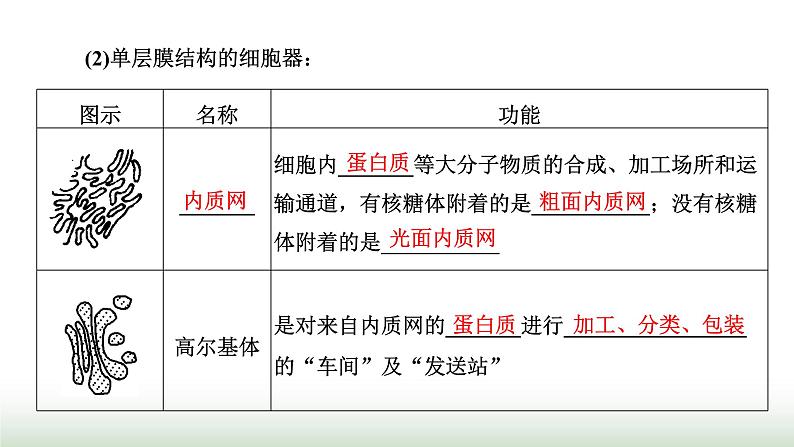 人教版高中生物必修1第3章细胞的基本结构第2节第1课时细胞器之间的分工课件第5页