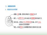 人教版高中生物必修1第3章细胞的基本结构第3节细胞核的结构和功能课件
