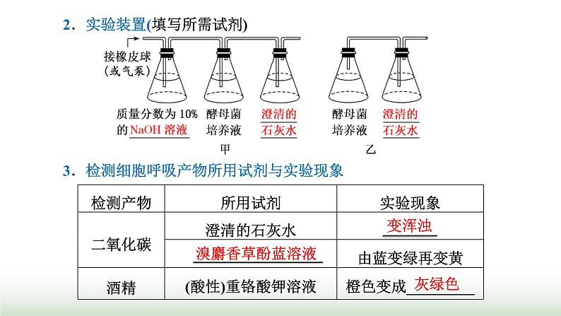 人教版高中生物必修1第5章细胞的能量供应和利用第3节第1课时细胞呼吸的方式与有氧呼吸课件第3页