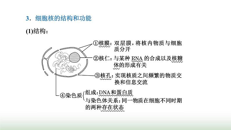 人教版高中生物必修1学业水平考试常考点第3章细胞的基本结构课件03