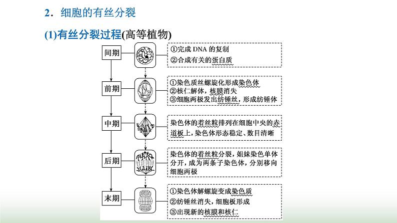 人教版高中生物必修1学业水平考试常考点第6章细胞的生命历程课件02