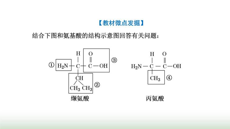 人教版高中生物必修1第2章组成细胞的分子第4节第1课时蛋白质的功能及其结构单位课件05