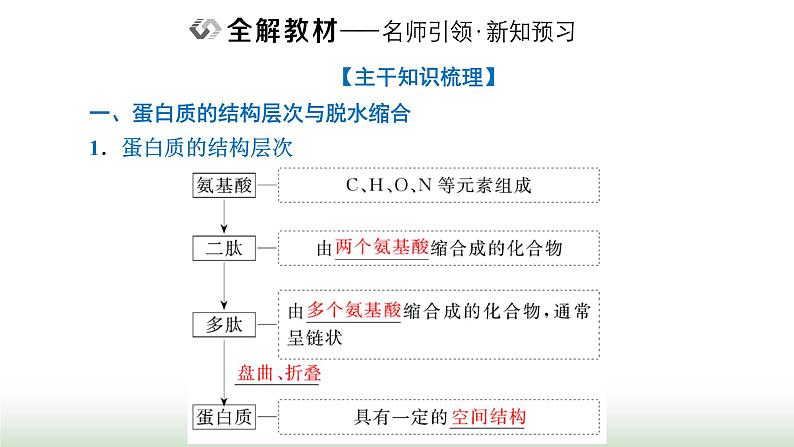 人教版高中生物必修1第2章组成细胞的分子第4节第2课时蛋白质的结构及其多样性课件第2页