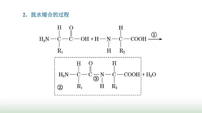 人教版高中生物必修1第2章组成细胞的分子第4节第2课时蛋白质的结构及其多样性课件第3页