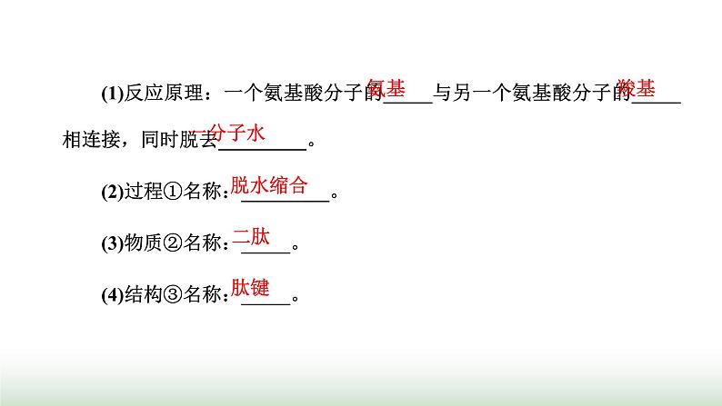 人教版高中生物必修1第2章组成细胞的分子第4节第2课时蛋白质的结构及其多样性课件第4页