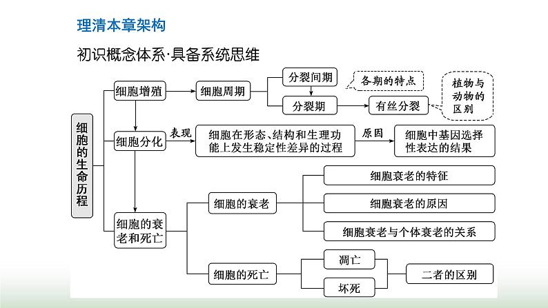 人教版高中生物必修1第6章细胞的生命历程第1节第1课时细胞周期与植物细胞的有丝分裂课件04