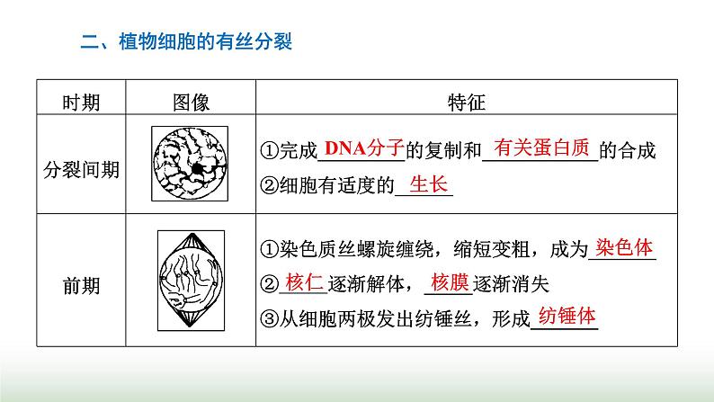 人教版高中生物必修1第6章细胞的生命历程第1节第1课时细胞周期与植物细胞的有丝分裂课件08