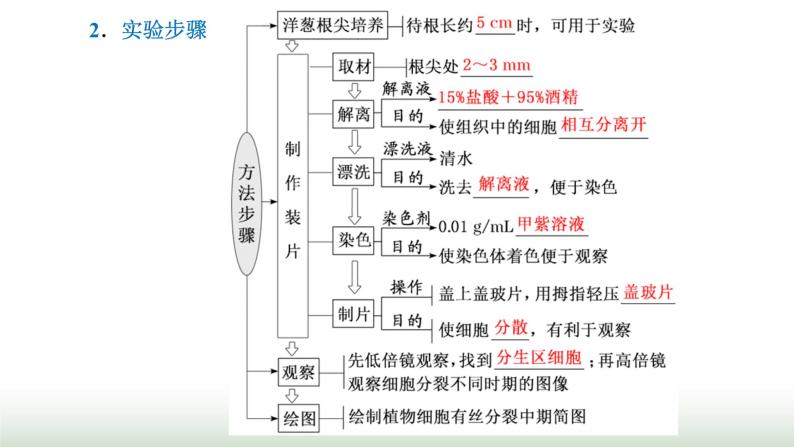 人教版高中生物必修1第6章细胞的生命历程第1节第2课时动物细胞的有丝分裂与观察根尖分生区组织细胞的课件07