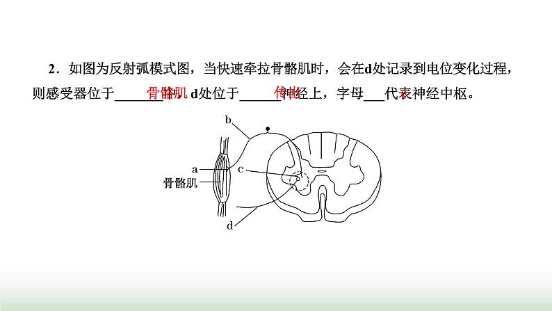 人教版高中生物选择性必修1第2章神经调节第2节神经调节的基本方式课件05