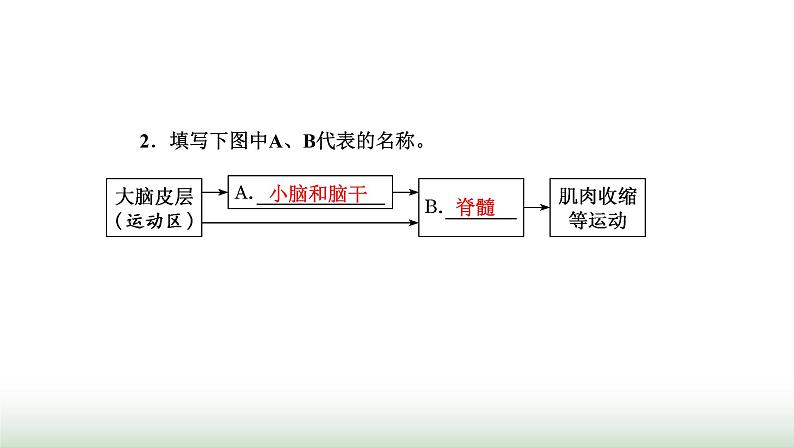 人教版高中生物选择性必修1第2章神经调节第4节神经系统的分级调节课件05