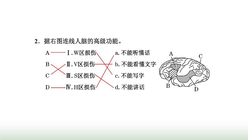 人教版高中生物选择性必修1第2章神经调节第5节人脑的高级功能课件05