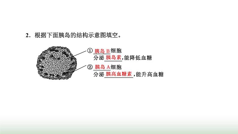 人教版高中生物选择性必修1第3章体液调节第2节激素调节的过程课件06