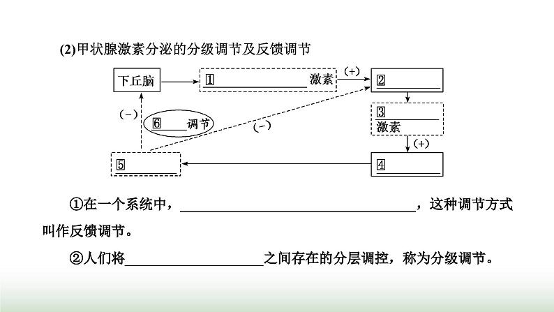 人教版高中生物选择性必修1第3章体液调节第2节激素调节的过程课件08