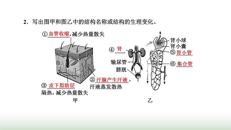 人教版高中生物选择性必修1第3章体液调节第3节体液调节与神经调节的关系课件08