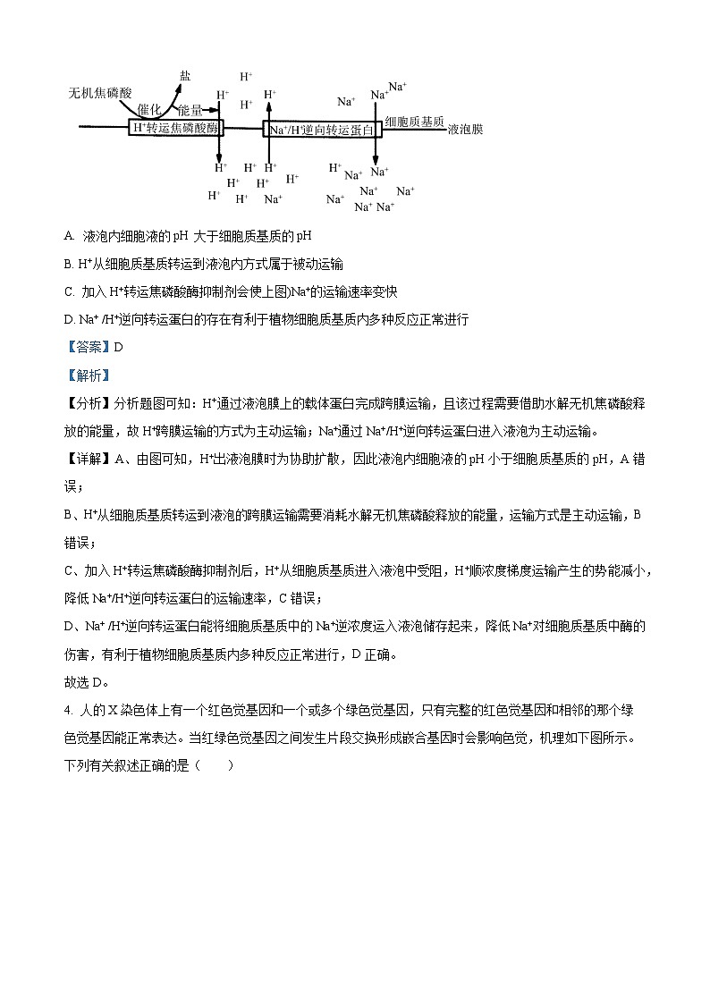 2024重庆市七校联盟高三下学期第一次月考生物试题含解析03