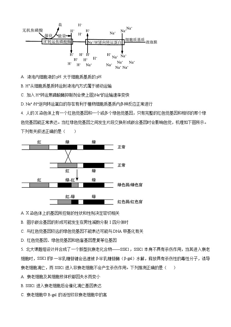 2024重庆市七校联盟高三下学期第一次月考生物试题含解析02