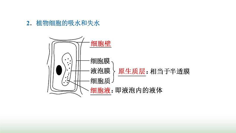 人教版高中生物必修1第4章细胞的物质输入和输出第1节第1课时水进出细胞的原理课件第8页