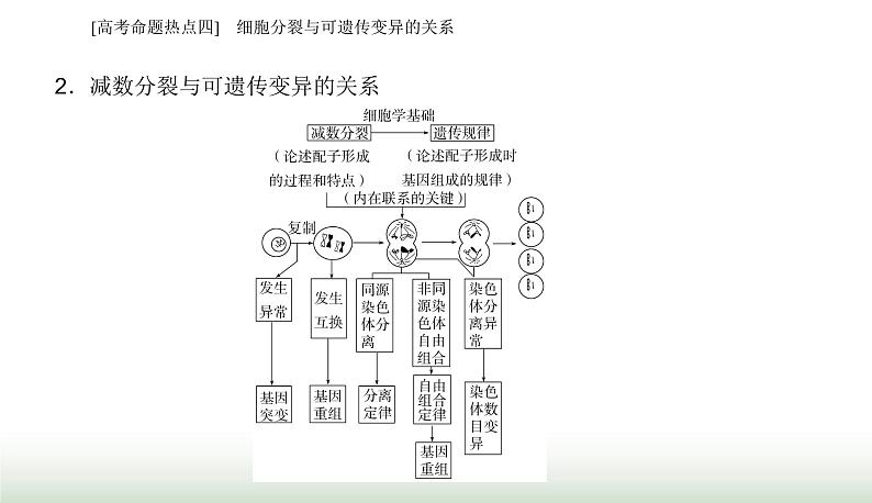 2024届高考生物二轮复习热点专题三细胞的生命历程四细胞分裂与可遗传变异的关系课件第3页