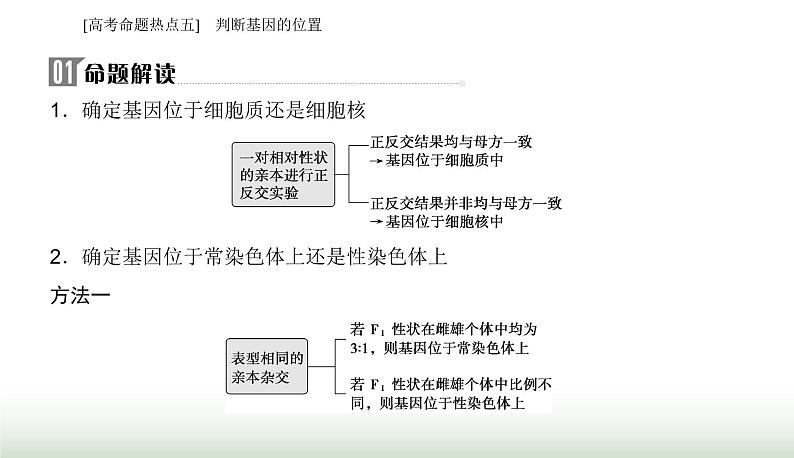 2024届高考生物二轮复习热点专题四遗传规律和伴性遗传五判断基因的位置课件第2页