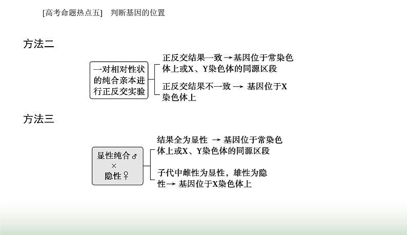 2024届高考生物二轮复习热点专题四遗传规律和伴性遗传五判断基因的位置课件第3页