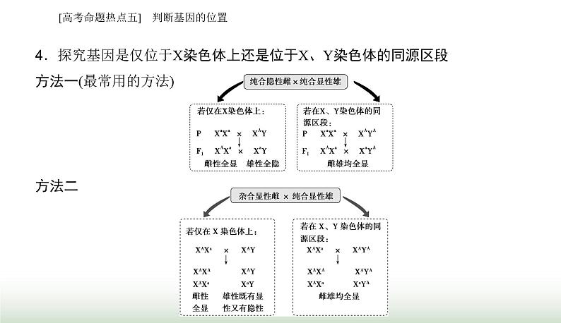 2024届高考生物二轮复习热点专题四遗传规律和伴性遗传五判断基因的位置课件第6页