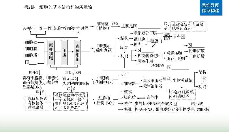 2024届高考生物二轮复习第2讲细胞的基本结构和物质运输课件02