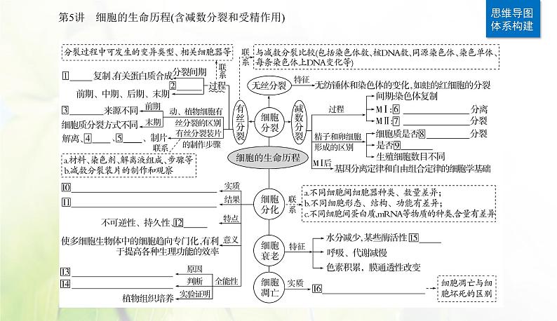 2024届高考生物二轮复习专题三细胞的生命历程第5讲细胞的生命历程（含减数分裂和受精作用）课件第2页