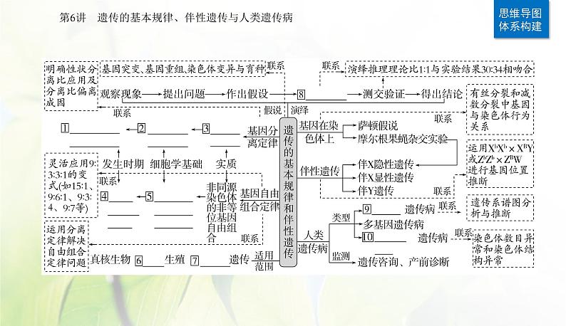 2024届高考生物二轮复习专题四遗传规律和伴性遗传第6讲遗传的基本规律、伴性遗传与人类遗传病课件第2页