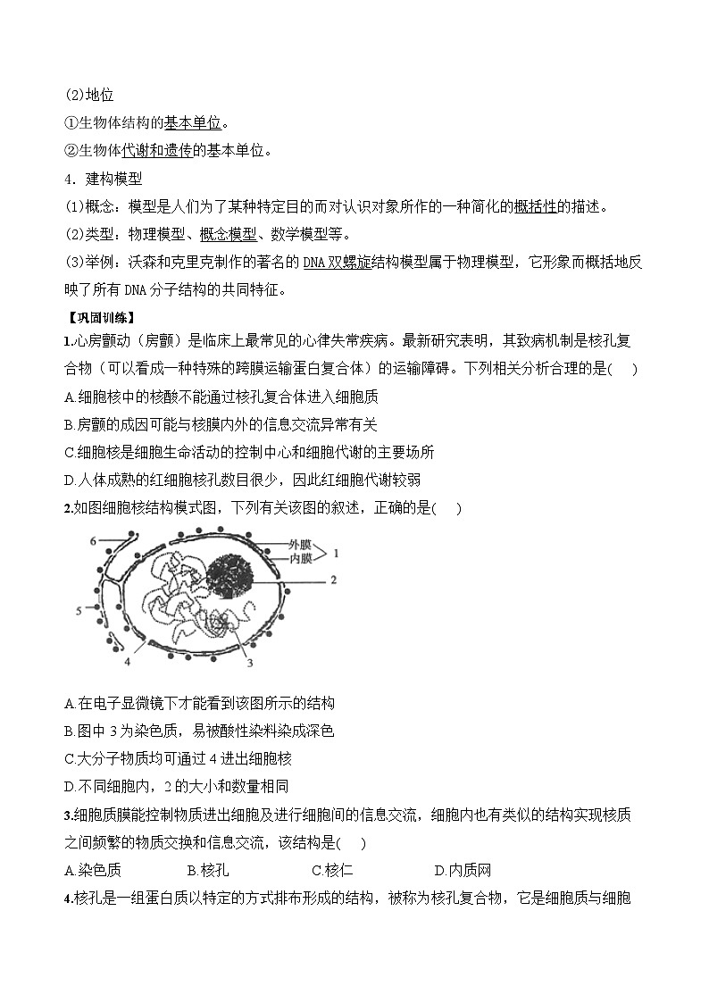 3.3细胞核的结构和功能学案第3页