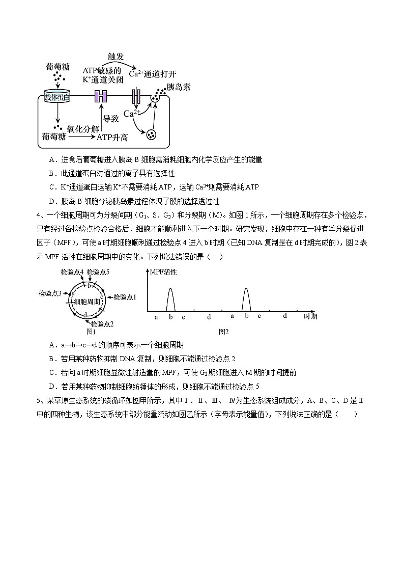 备战2024年高考生物仿真演练模拟预测卷（安徽卷）05（Word版附解析）02