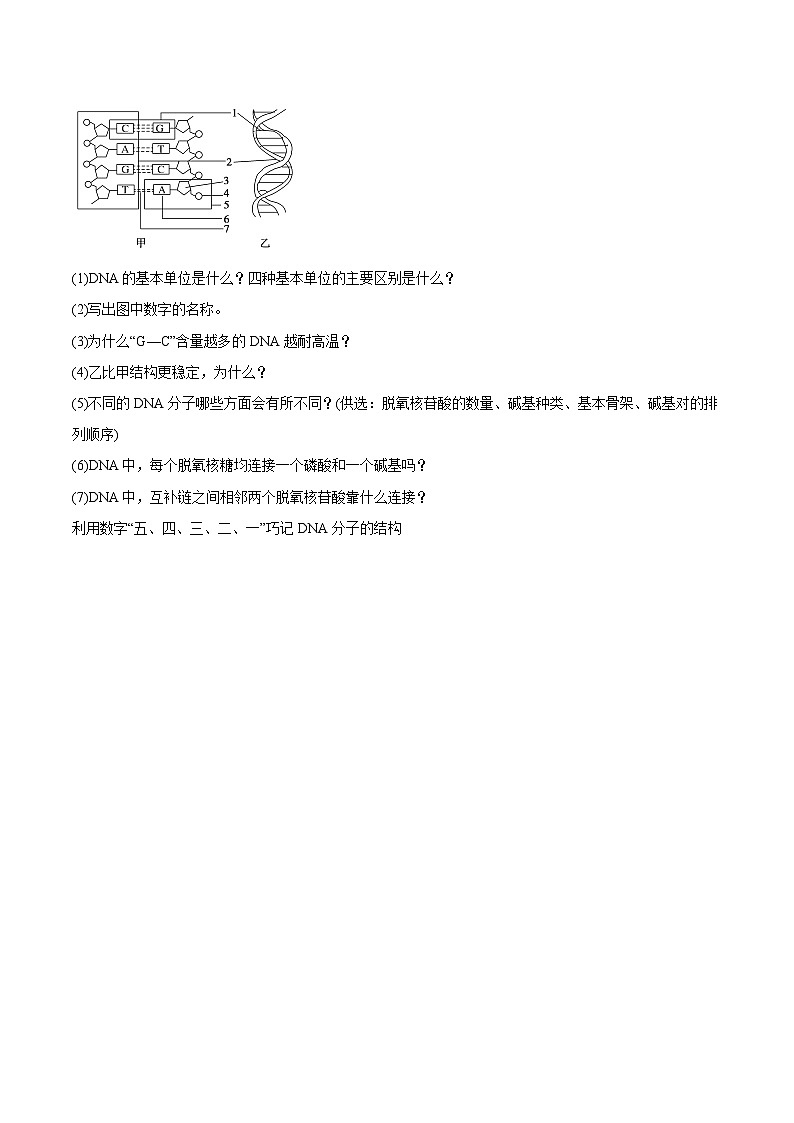 3.2 DNA的结构的学案第3页