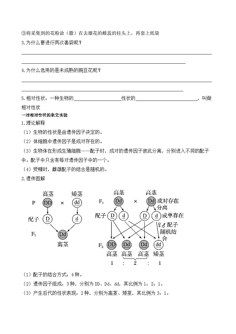 1.1孟德尔的豌豆杂交实验（一）学案第2页