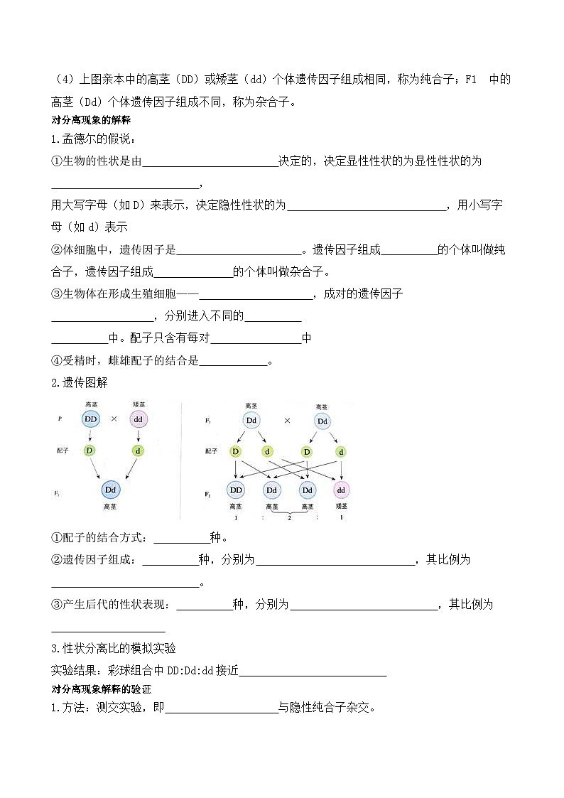 1.1孟德尔的豌豆杂交实验（一）学案第3页