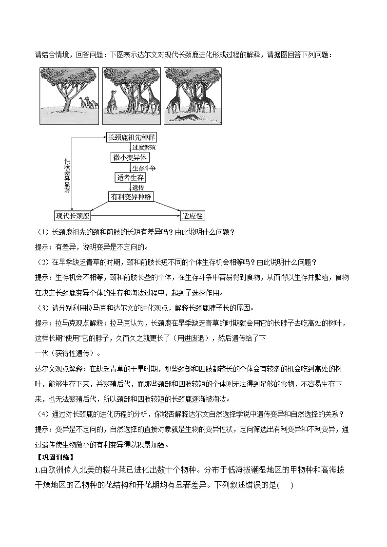 6.2自然选择与适应的形式学案03