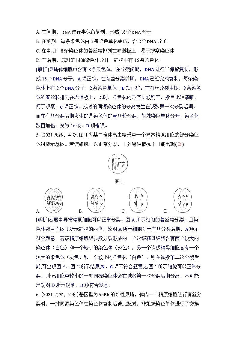 专题八 遗传的细胞基础-2024五年高考题分类训练（生物）第3页