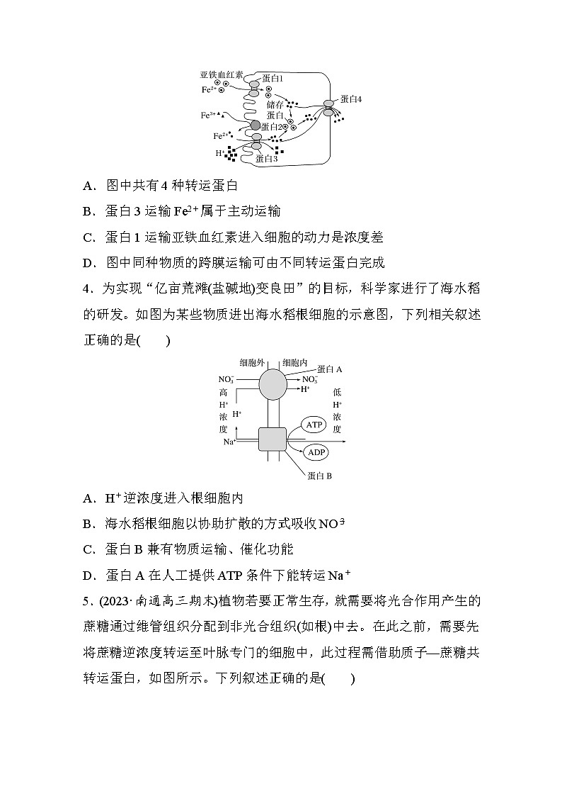 专题(三)　细胞代谢的保障 （含解析）-2024年高考生物二轮复习强化练第2页