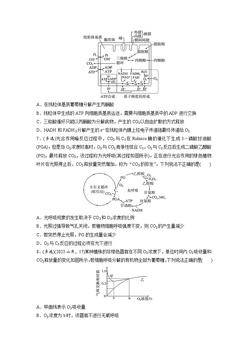 专题(四)　光合作用和细胞呼吸A（含解析）-2024年高考生物二轮复习强化练第3页