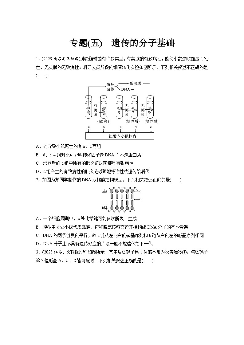 专题(五)　遗传的分子基础（含解析）-2024年高考生物二轮复习强化练第1页