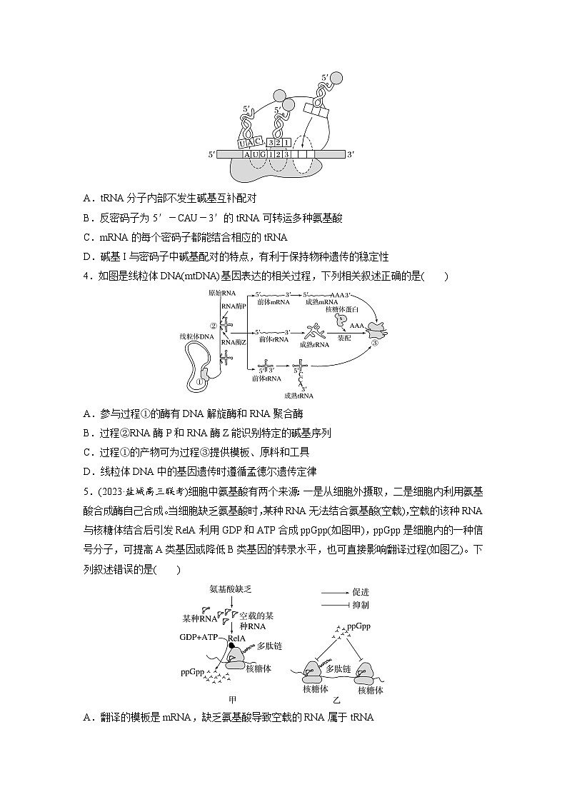 专题(五)　遗传的分子基础（含解析）-2024年高考生物二轮复习强化练第2页