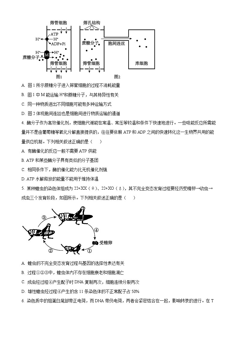 2024衡阳高三下学期二模生物试题含解析02